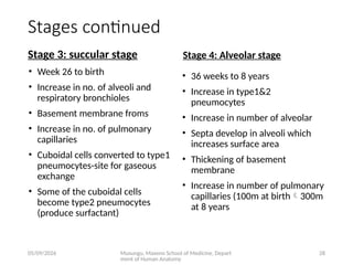 Comprehensive Embryology of the Human Respiratory System Development | PPTX