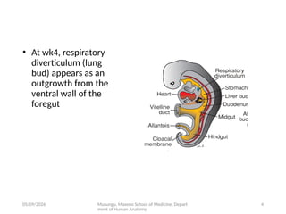 Comprehensive Embryology of the Human Respiratory System Development | PPTX