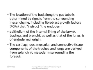 Comprehensive Embryology of the Human Respiratory System Development | PPTX