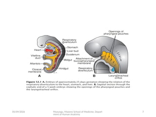 Comprehensive Embryology of the Human Respiratory System Development | PPTX