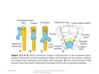 Comprehensive Embryology of the Human Respiratory System Development | PPTX