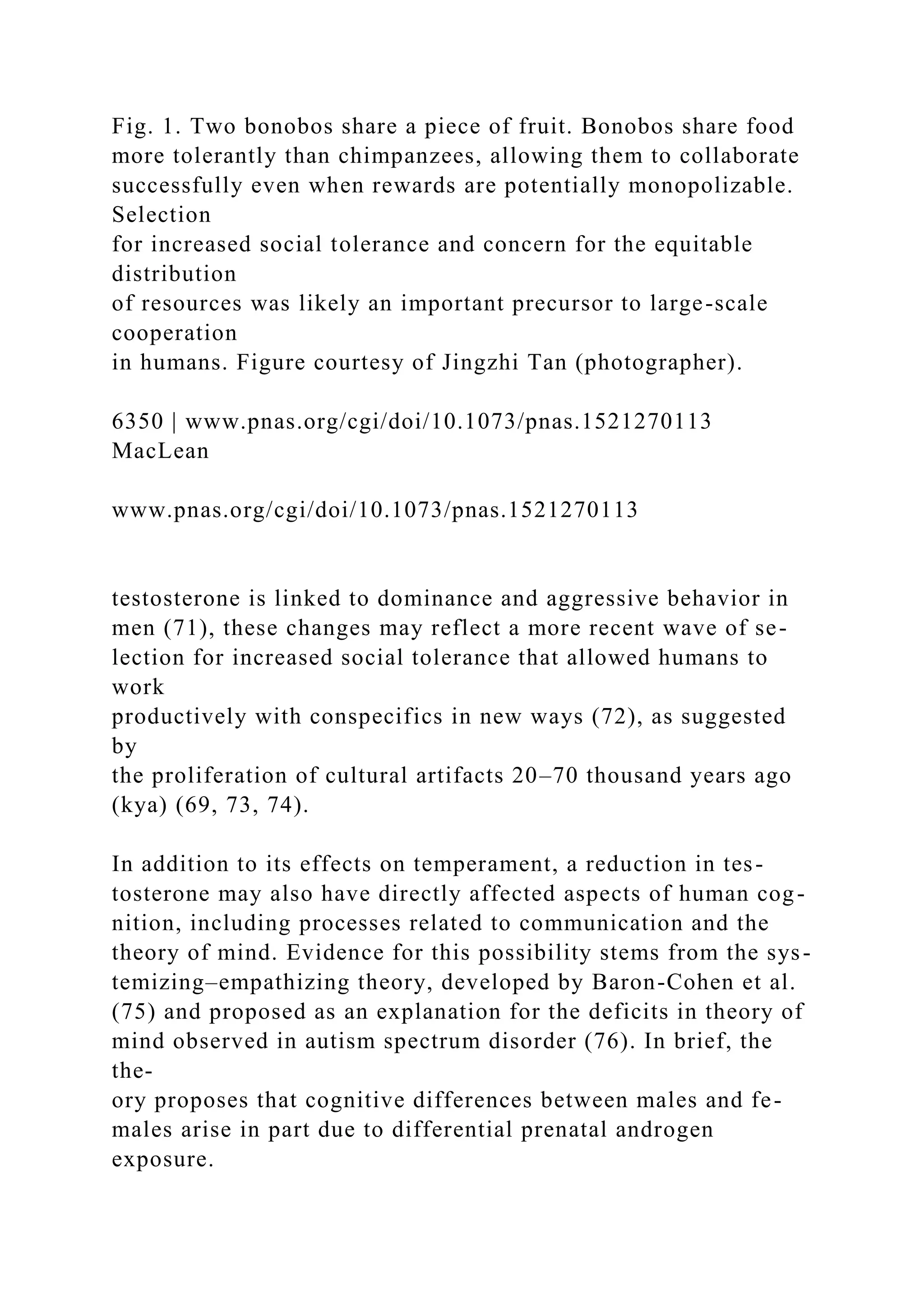 Fig. 1. Two bonobos share a piece of fruit. Bonobos share food
more tolerantly than chimpanzees, allowing them to collaborate
successfully even when rewards are potentially monopolizable.
Selection
for increased social tolerance and concern for the equitable
distribution
of resources was likely an important precursor to large-scale
cooperation
in humans. Figure courtesy of Jingzhi Tan (photographer).
6350 | www.pnas.org/cgi/doi/10.1073/pnas.1521270113
MacLean
www.pnas.org/cgi/doi/10.1073/pnas.1521270113
testosterone is linked to dominance and aggressive behavior in
men (71), these changes may reflect a more recent wave of se-
lection for increased social tolerance that allowed humans to
work
productively with conspecifics in new ways (72), as suggested
by
the proliferation of cultural artifacts 20–70 thousand years ago
(kya) (69, 73, 74).
In addition to its effects on temperament, a reduction in tes-
tosterone may also have directly affected aspects of human cog-
nition, including processes related to communication and the
theory of mind. Evidence for this possibility stems from the sys-
temizing–empathizing theory, developed by Baron-Cohen et al.
(75) and proposed as an explanation for the deficits in theory of
mind observed in autism spectrum disorder (76). In brief, the
the-
ory proposes that cognitive differences between males and fe-
males arise in part due to differential prenatal androgen
exposure.
 