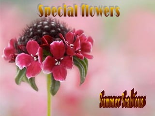 Special flowers ildy new pps