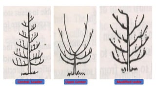 Central Leader Open Center Modified Leder
 