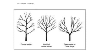 SYSTEMS OF TRAINING
 