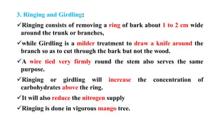 3. Ringing and Girdling:
✓Ringing consists of removing a ring of bark about 1 to 2 cm wide
around the trunk or branches,
✓while Girdling is a milder treatment to draw a knife around the
branch so as to cut through the bark but not the wood.
✓A wire tied very firmly round the stem also serves the same
purpose.
✓Ringing or girdling will increase the concentration of
carbohydrates above the ring.
✓It will also reduce the nitrogen supply
✓Ringing is done in vigorous mango tree.
 