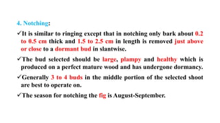 4. Notching:
✓It is similar to ringing except that in notching only bark about 0.2
to 0.5 cm thick and 1.5 to 2.5 cm in length is removed just above
or close to a dormant bud in slantwise.
✓The bud selected should be large, plampy and healthy which is
produced on a perfect mature wood and has undergone dormancy.
✓Generally 3 to 4 buds in the middle portion of the selected shoot
are best to operate on.
✓The season for notching the fig is August-September.
 