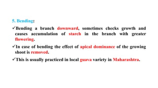 5. Bending:
✓Bending a branch downward, sometimes checks growth and
causes accumulation of starch in the branch with greater
flowering.
✓In case of bending the effect of apical dominance of the growing
shoot is removed.
✓This is usually practiced in local guava variety in Maharashtra.
 