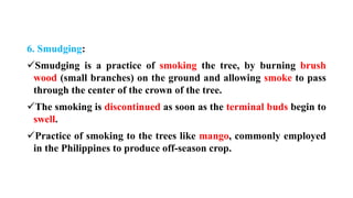 6. Smudging:
✓Smudging is a practice of smoking the tree, by burning brush
wood (small branches) on the ground and allowing smoke to pass
through the center of the crown of the tree.
✓The smoking is discontinued as soon as the terminal buds begin to
swell.
✓Practice of smoking to the trees like mango, commonly employed
in the Philippines to produce off-season crop.
 