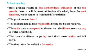 7. Root pruning:
✓Root pruning results in less carbohydrate utilization of the top
growth, there is a little more utilization of carbohydrate for root
functions, which results in fruit bud differentiation.
✓The plant became dwarf.
✓The root pruning is done two months before the bloom required.
✓The main roots are exposed to the sun and the fibrous roots are cut,
so water is withheld.
✓The trees are allowed to go dry until their leaves wither and fall
down.
✓The time taken for leaf fall is 3-4 weeks.
……….
 
