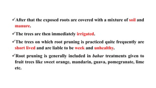 ✓After that the exposed roots are covered with a mixture of soil and
manure.
✓The trees are then immediately irrigated.
✓The trees on which root pruning is practiced quite frequently are
short lived and are liable to be week and unhealthy.
✓Root pruning is generally included in bahar treatments given to
fruit trees like sweet orange, mandarin, guava, pomegranate, lime
etc.
 