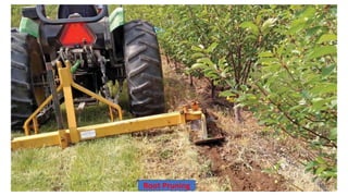 Root Pruning
 
