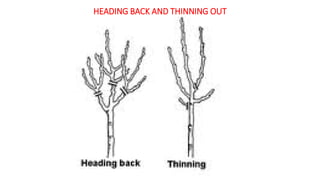 HEADING BACK AND THINNING OUT
 