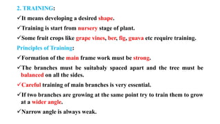 2. TRAINING:
✓It means developing a desired shape.
✓Training is start from nursery stage of plant.
✓Some fruit crops like grape vines, ber, fig, guava etc require training.
Principles of Training:
✓Formation of the main frame work must be strong.
✓The branches must be suitabaly spaced apart and the tree must be
balanced on all the sides.
✓Careful training of main branches is very essential.
✓If two branches are growing at the same point try to train them to grow
at a wider angle.
✓Narrow angle is always weak.
 