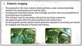 Special Horticultural Practices in fruit crops.pdf