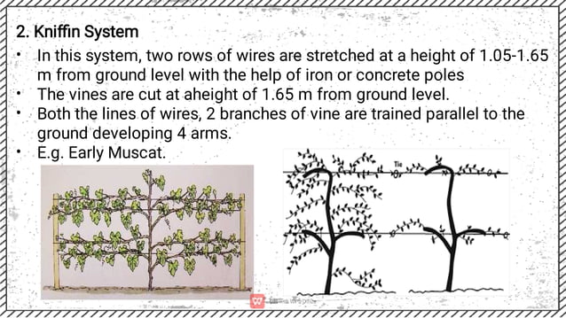 Special Horticultural Practices in fruit crops.pdf | Gardening | Home ...