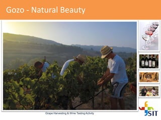 Gozo - Natural Beauty
Grape Harvesting & Wine Tasting Activity
 