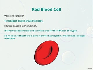 Red Blood Cell
What is its function?
To transport oxygen around the body.
How is it adapted to this function?
Biconcave shape increases the surface area for the diffusion of oxygen.
No nucleus so that there is more room for haemoglobin, which binds to oxygen
molecules.
 