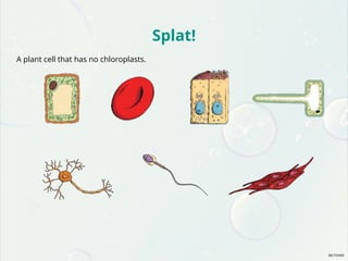 Splat!
A plant cell that has no chloroplasts.
 