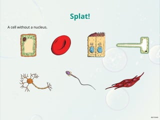 Splat!
A cell without a nucleus.
 