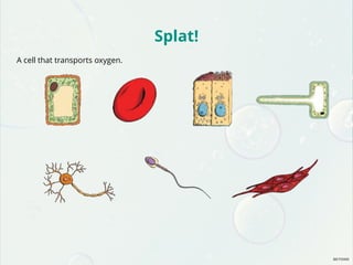 Splat!
A cell that transports oxygen.
 