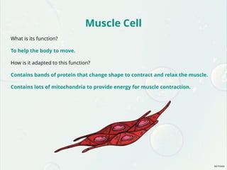 Muscle Cell
What is its function?
To help the body to move.
How is it adapted to this function?
Contains bands of protein that change shape to contract and relax the muscle.
Contains lots of mitochondria to provide energy for muscle contraction.
 