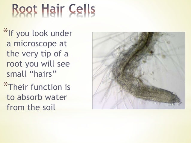 Specialised cells