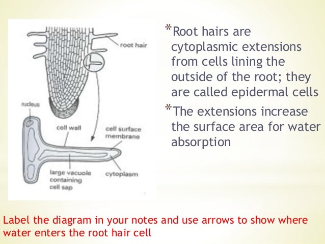 Specialised cells