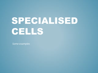 SPECIALISED
CELLS
Some examples
 