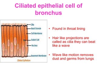 Ciliated epithelial cell of
bronchus
• Found in throat lining
• Hair like projections are
called as cilia they can beat
like a wave
• Wave like motion removes
dust and germs from lungs
 
