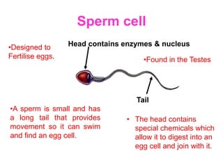 Sperm cell
•Designed to      Head contains enzymes & nucleus
Fertilise eggs.                      •Found in the Testes




                                   Tail
•A sperm is small and has
a long tail that provides       • The head contains
movement so it can swim           special chemicals which
and find an egg cell.             allow it to digest into an
                                  egg cell and join with it.
 