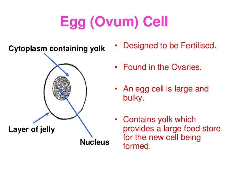 Image result for egg cell gcse specialised cell