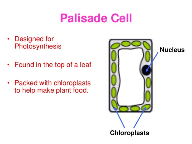 leaf palisade cell diagram palisade cell leaf function theleaf co leaf palisade cell diagram palisade cell leaf function theleaf co