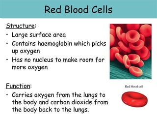 RReedd bblloooodd BBlloooodd CCeellllss 
cceellllss 
Structure: 
• Large surface area 
• Contains haemoglobin which picks 
up oxygen 
• Has no nucleus to make room for 
more oxygen 
Function: 
• Carries oxygen from the lungs to 
the body and carbon dioxide from 
the body back to the lungs. 
 