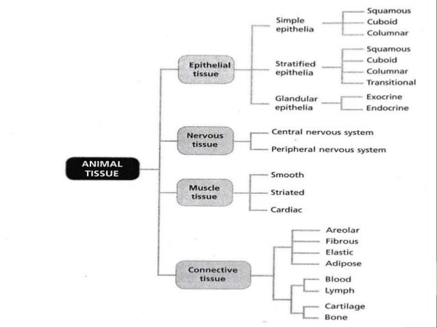 STPM: Specialization of animal cells
