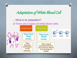 Adaptationof WhiteBloodCell
o What is its adaptation?
O There are 2 types of white blood cells:
Lymphocytes
They have
large
nuclei.
They
produce
antibodies
to kill
bacteria.
Phagocytes
They have
lobed
nuclei.
They engulf
bacteria because
the nucleus allows
it to change its
shape.
 