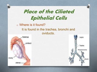 Place of the Ciliated
Epithelial Cells
o Where is it found?
It is found in the trachea, bronchi and
oviducts.
 