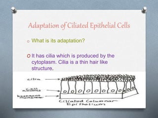 Adaptation of Ciliated Epithelial Cells
o What is its adaptation?
O It has cilia which is produced by the
cytoplasm. Cilia is a thin hair like
structure.
 