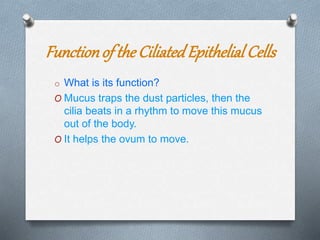 Functionof the CiliatedEpithelialCells
o What is its function?
O Mucus traps the dust particles, then the
cilia beats in a rhythm to move this mucus
out of the body.
O It helps the ovum to move.
 