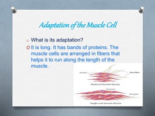 Adaptationof the Muscle Cell
o What is its adaptation?
O It is long. It has bands of proteins. The
muscle cells are arranged in fibers that
helps it to run along the length of the
muscle.
 