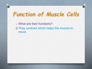 Function of Muscle Cells
o What are their functions?
O They contract which helps the muscle to
move.
 
