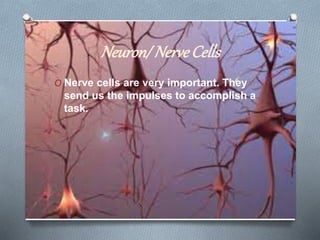 Neuron/ NerveCells
O Nerve cells are very important. They
send us the impulses to accomplish a
task.
 