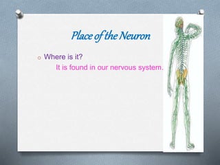 Placeof the Neuron
o Where is it?
It is found in our nervous system.
 