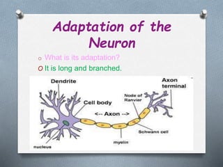 Adaptation of the
Neuron
o What is its adaptation?
O It is long and branched.
 