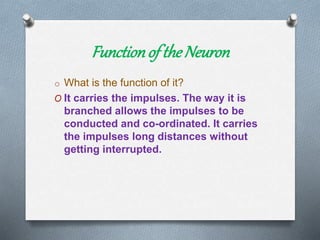 Functionof the Neuron
o What is the function of it?
O It carries the impulses. The way it is
branched allows the impulses to be
conducted and co-ordinated. It carries
the impulses long distances without
getting interrupted.
 