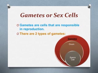 Gametes or Sex Cells
O Gametes are cells that are responsible
in reproduction.
O There are 2 types of gametes:
Gametes
Ovum
Sperm
Cell
 
