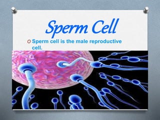 SpermCellO Sperm cell is the male reproductive
cell.
 