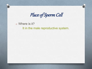 Placeof SpermCell
o Where is it?
It in the male reproductive system.
 