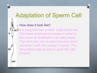 Adaptation of Sperm Cell
o How does it look like?
O It is long and has a neck, head and a tail.
The head produces enzymes to enter to
the ovum so fertilization can take place.
The neck has lots of mitrochondria which
provides it with the energy it needs. The
tail pushes side to side to push the cell
forward.
 