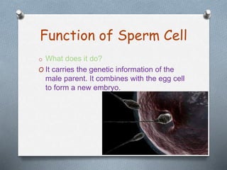 Function of Sperm Cell
o What does it do?
O It carries the genetic information of the
male parent. It combines with the egg cell
to form a new embryo.
 